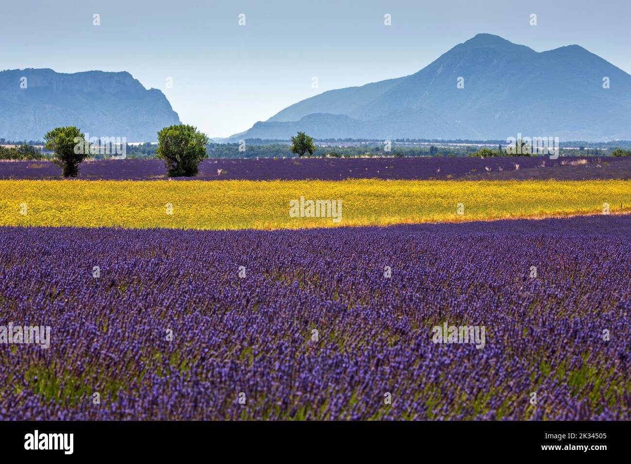 Campo con yarrow giallo (Eriophyllum confertiflorum) e vera lavanda comune (Lavandula angustifolia), Puimoisson, Plateau de Valensole, Provenza Foto Stock