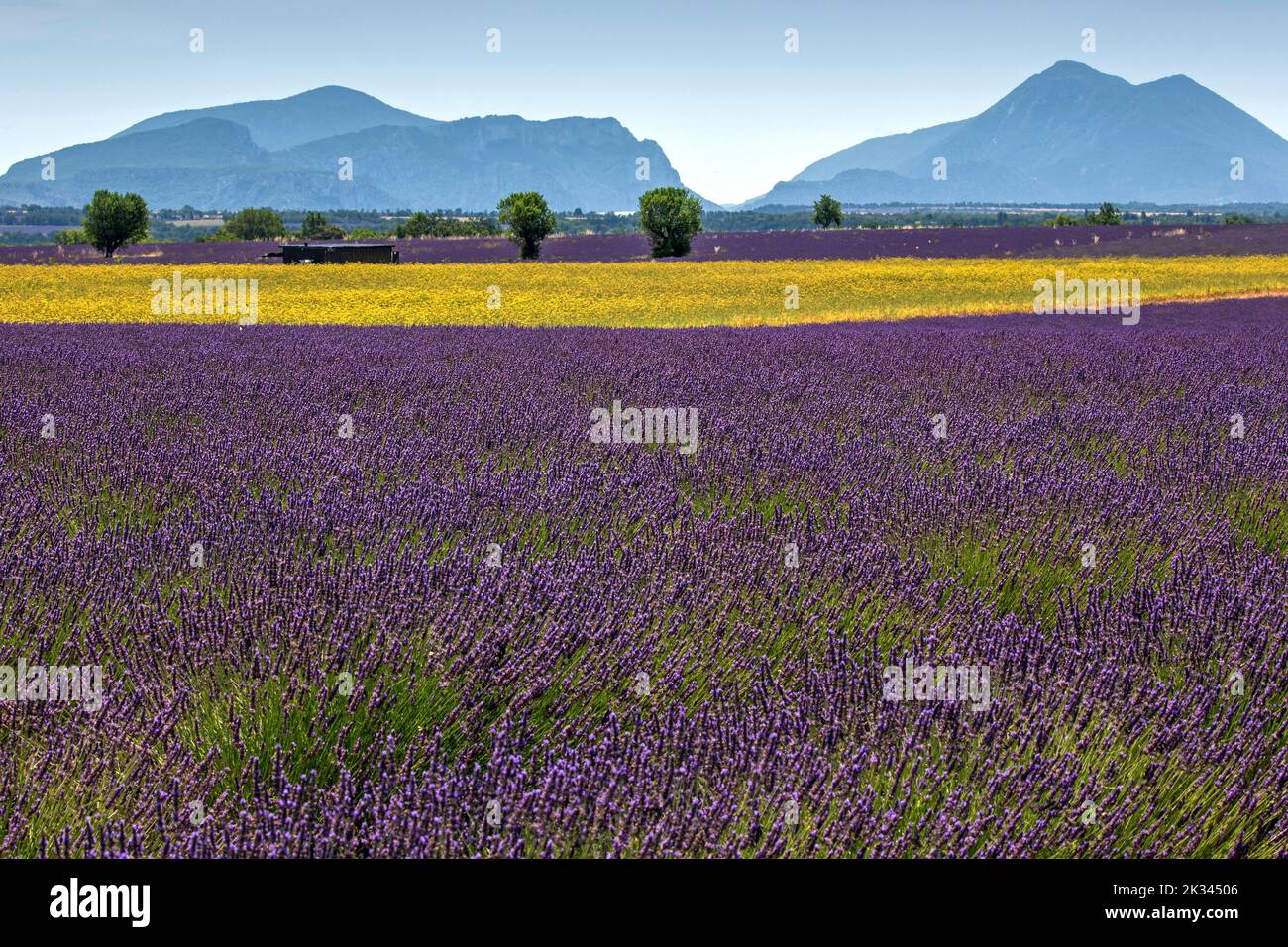 Campo con yarrow giallo (Eriophyllum confertiflorum) e vera lavanda comune (Lavandula angustifolia), Puimoisson, Plateau de Valensole, Provenza Foto Stock