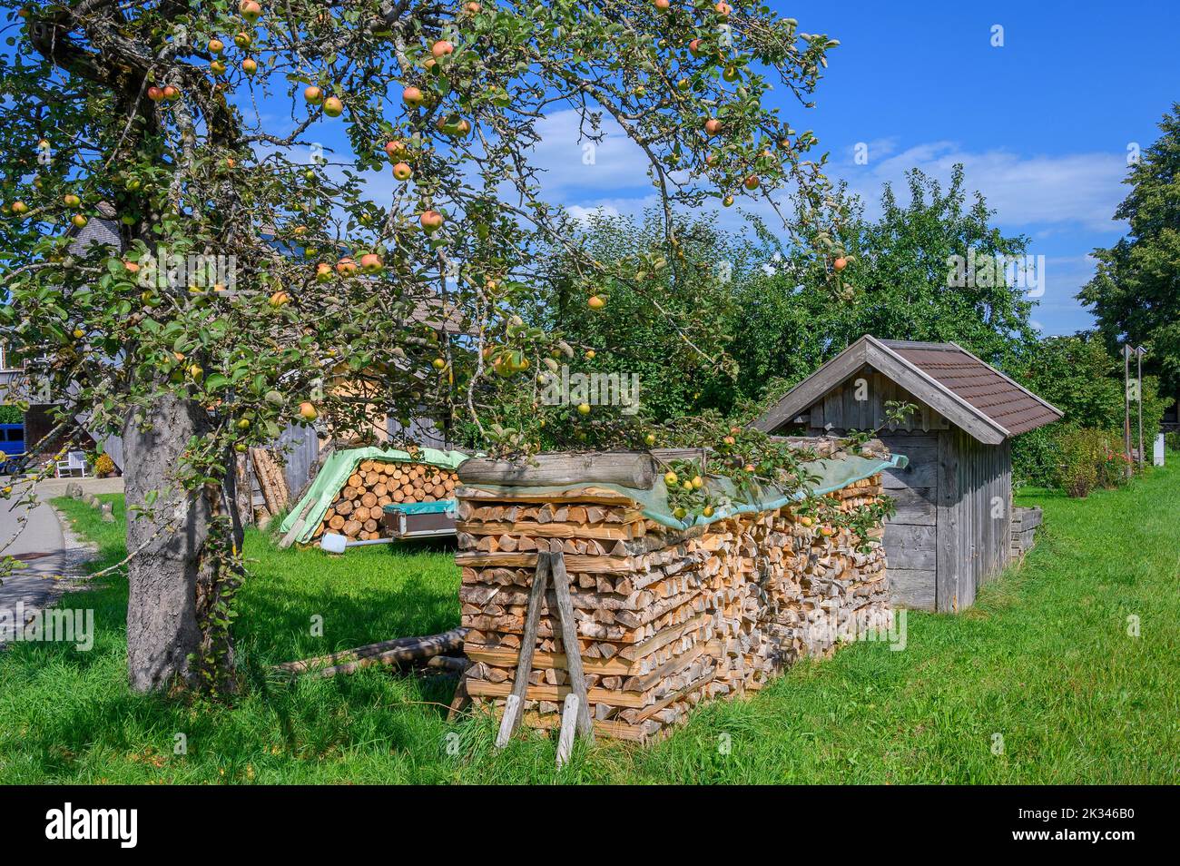 Idillio rurale con pali di legno e vecchio melo (Malus domestica), Allgaeu, Baviera, Germania Foto Stock
