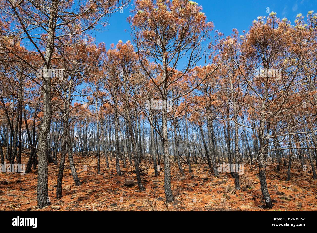 Pietra bruciata o pinne di ombrello (Pinus pinea) dopo un incendio nella foresta, Sierra Bermeja, Provincia di Malaga, Andalusia, Spagna Foto Stock