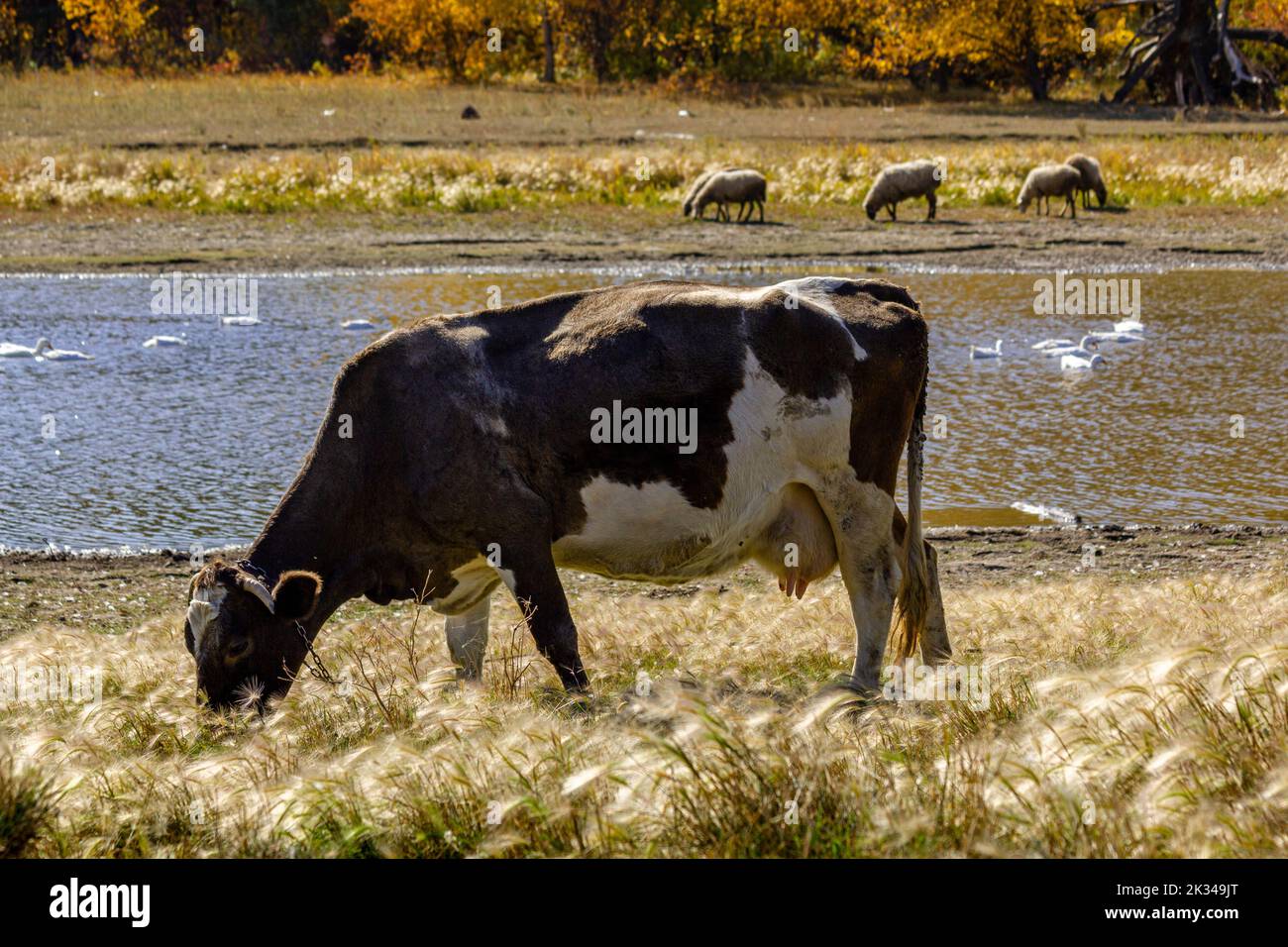 Una mucca sullo sfondo di pecore e oche che galleggiano lungo il fiume accanto alla fattoria. Foto Stock