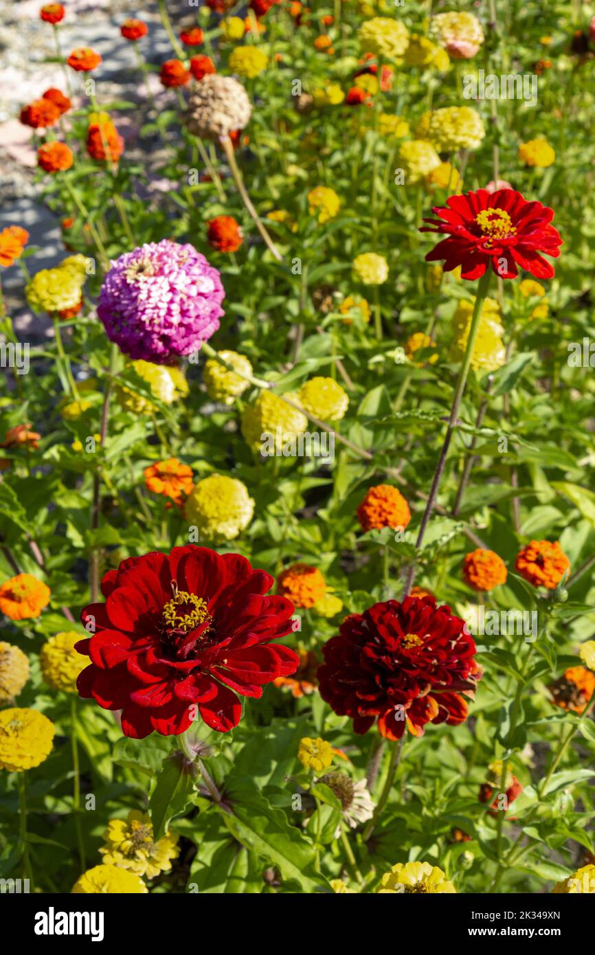 Paesaggio verticale con fiori multicolore. Foto Stock