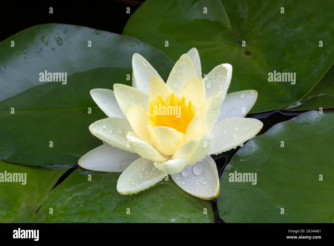 Giglio d'acqua giallo (Nymphaea), varietà Moorei, Baden-Wuerttemberg Foto Stock