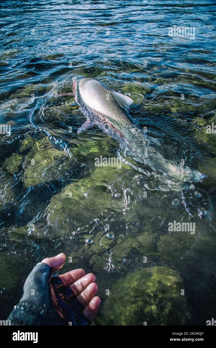 Un colpo verticale di una testa d'acciaio che nuota in acqua a Vancouver, Canada Foto Stock