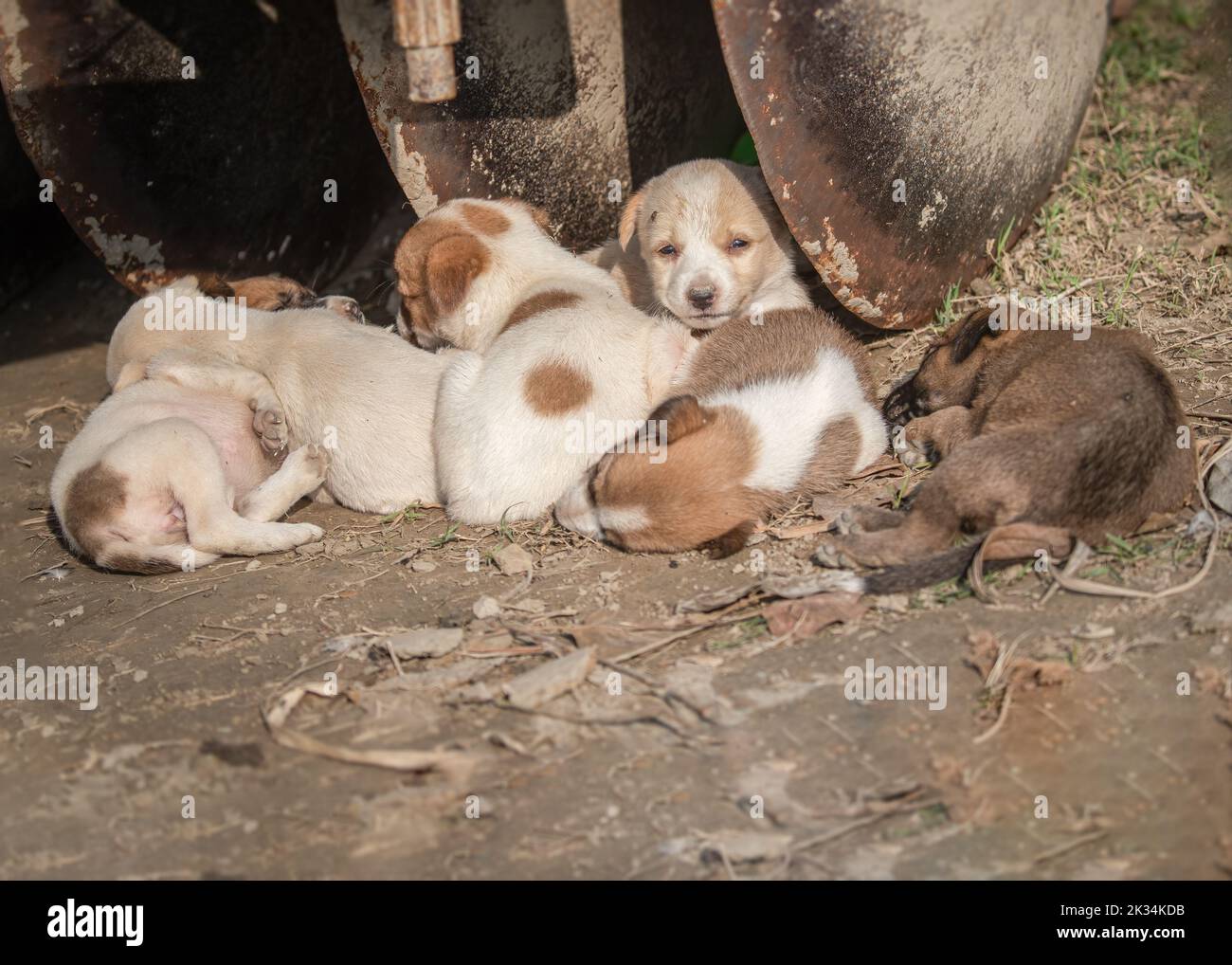 Cuccioli che dormono all'ombra Foto Stock