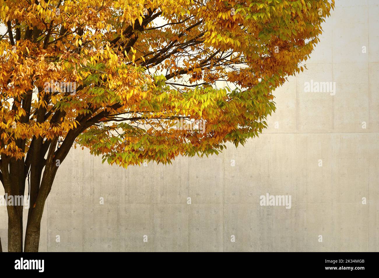 Un albero giallo di zelkova che brilla nella città autunnale Foto Stock