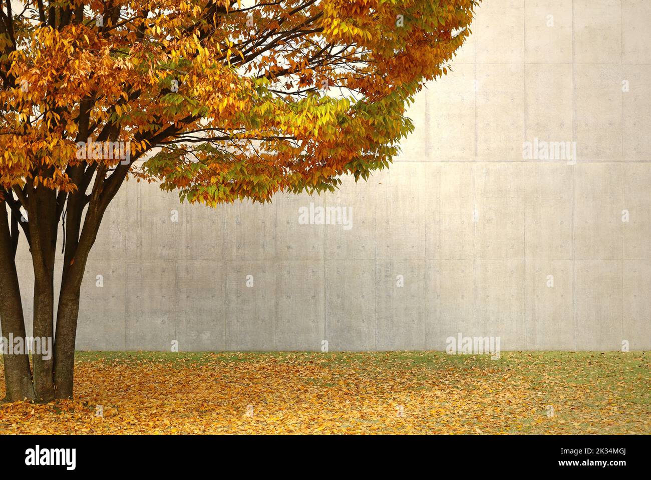 Un albero giallo di zelkova che brilla nella città autunnale Foto Stock