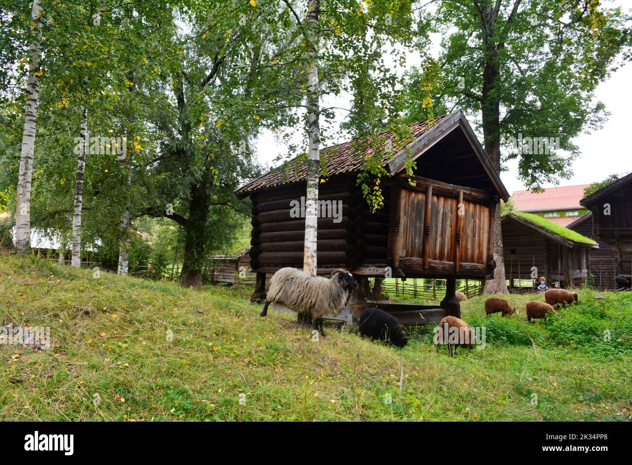 Oslo, Norvegia, settembre 2022: Pascolo delle pecore da vecchie case di legno esposte al Museo norvegese di storia culturale (Norsk Folkemuseum) Foto Stock