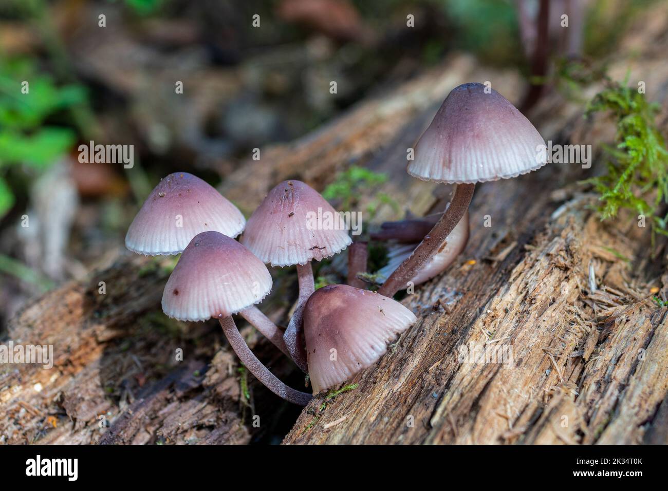Grumo di funghi di cofano rosati (Mycena rosea), funghi, sgabelli da toadstole, che crescono su legno morto durante l'autunno, Inghilterra, Regno Unito Foto Stock