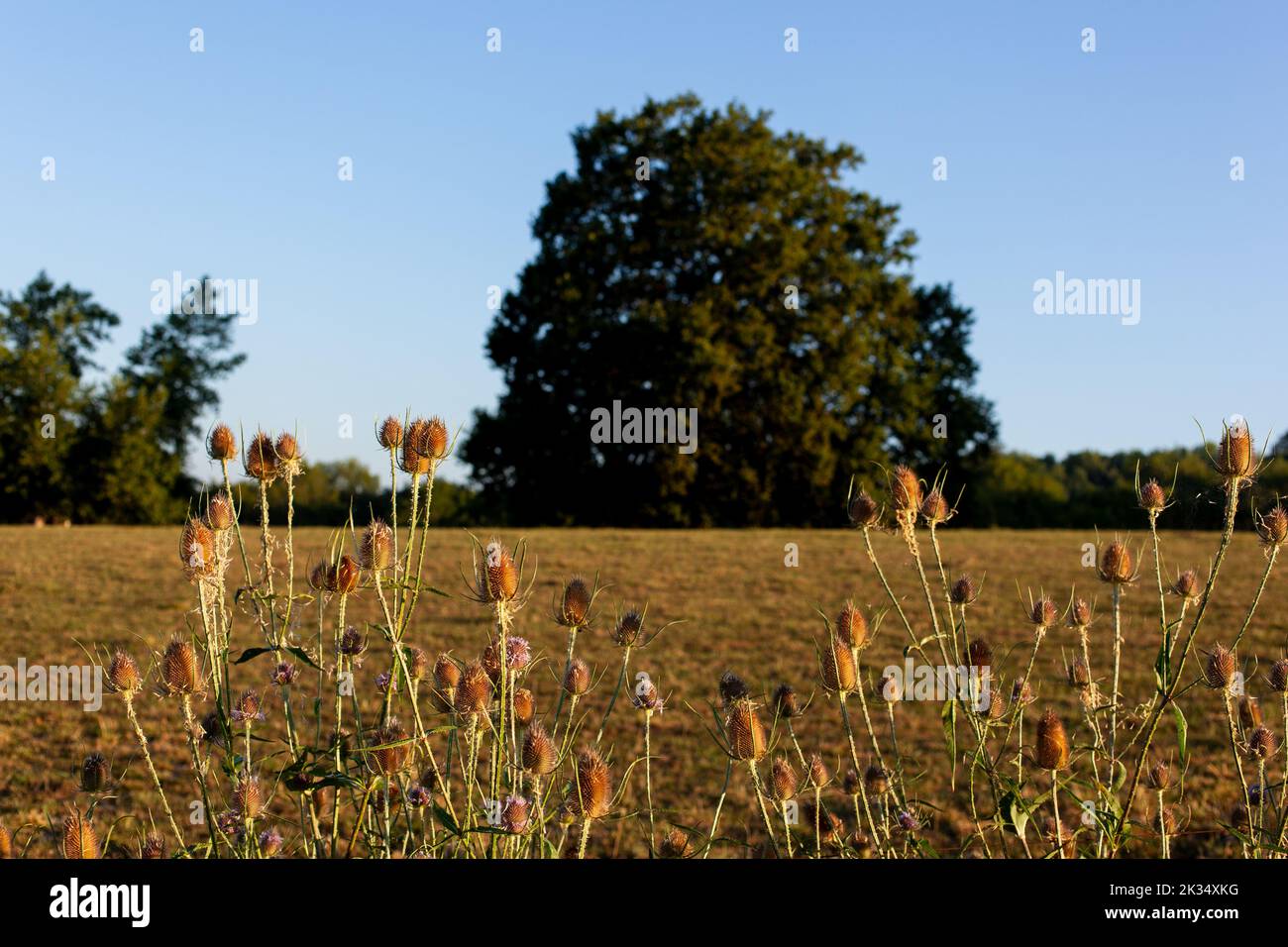 Wild Thistle nella campagna francese durante la stagione estiva Foto Stock