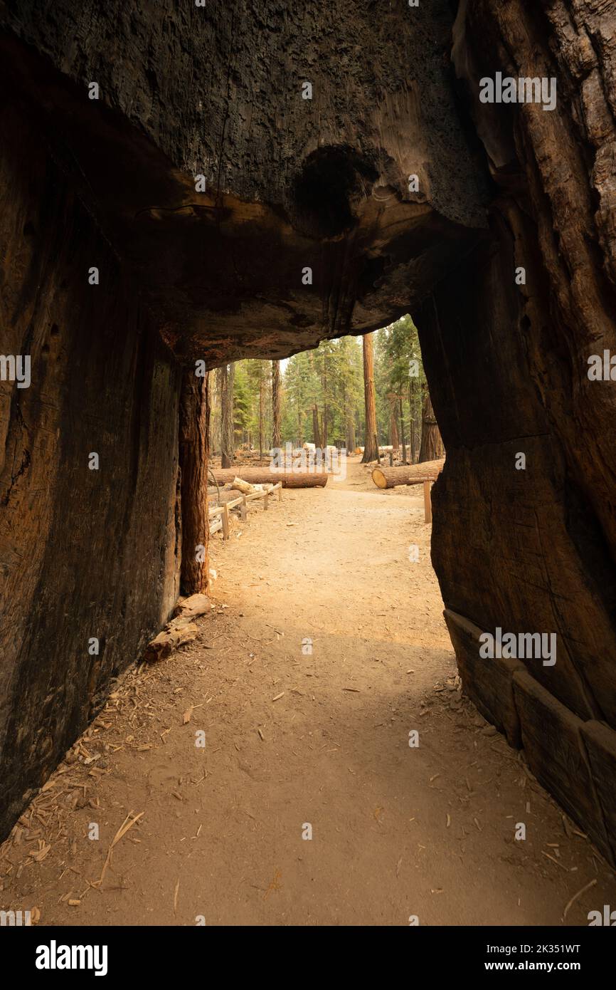 Grande apertura del Mariposa Grove Tunnel Tree nel Parco Nazionale di Yosemite Foto Stock