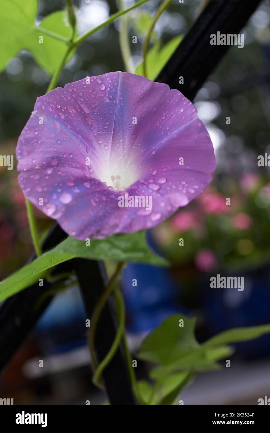 Singolo viola mattina Gloria fiore con gocce di rugiada. Vite e foglie in morbido fuoco sullo sfondo. Foto Stock