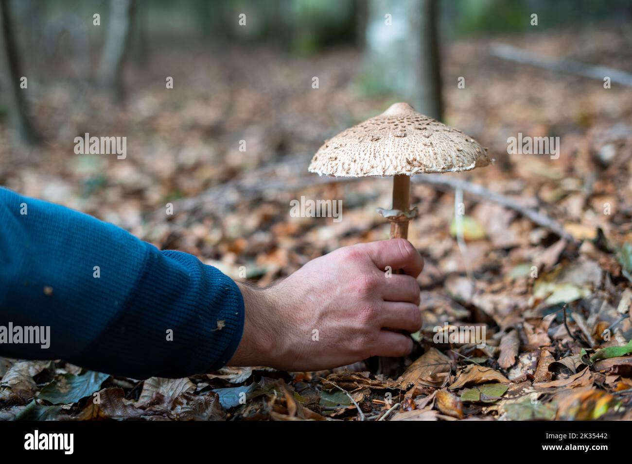 Un uomo (non riconoscibile) con il suo fungo di parasolo raccolta a mano nella foresta circondata da foglie Foto Stock