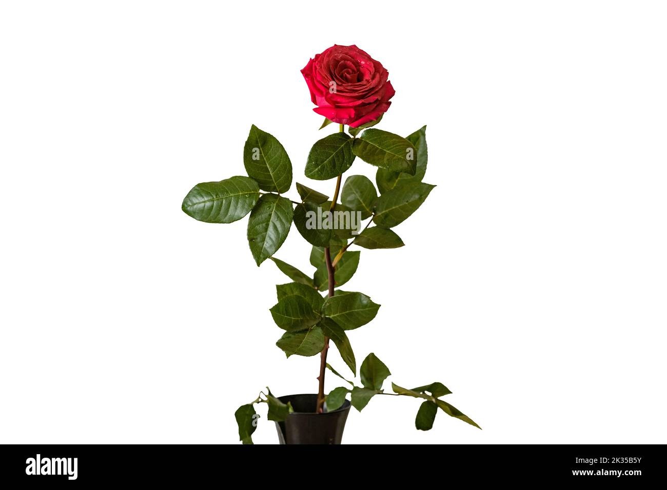 Rosa rosa su gambo lungo con foglie verdi in vaso su fondo bianco isolato Foto Stock