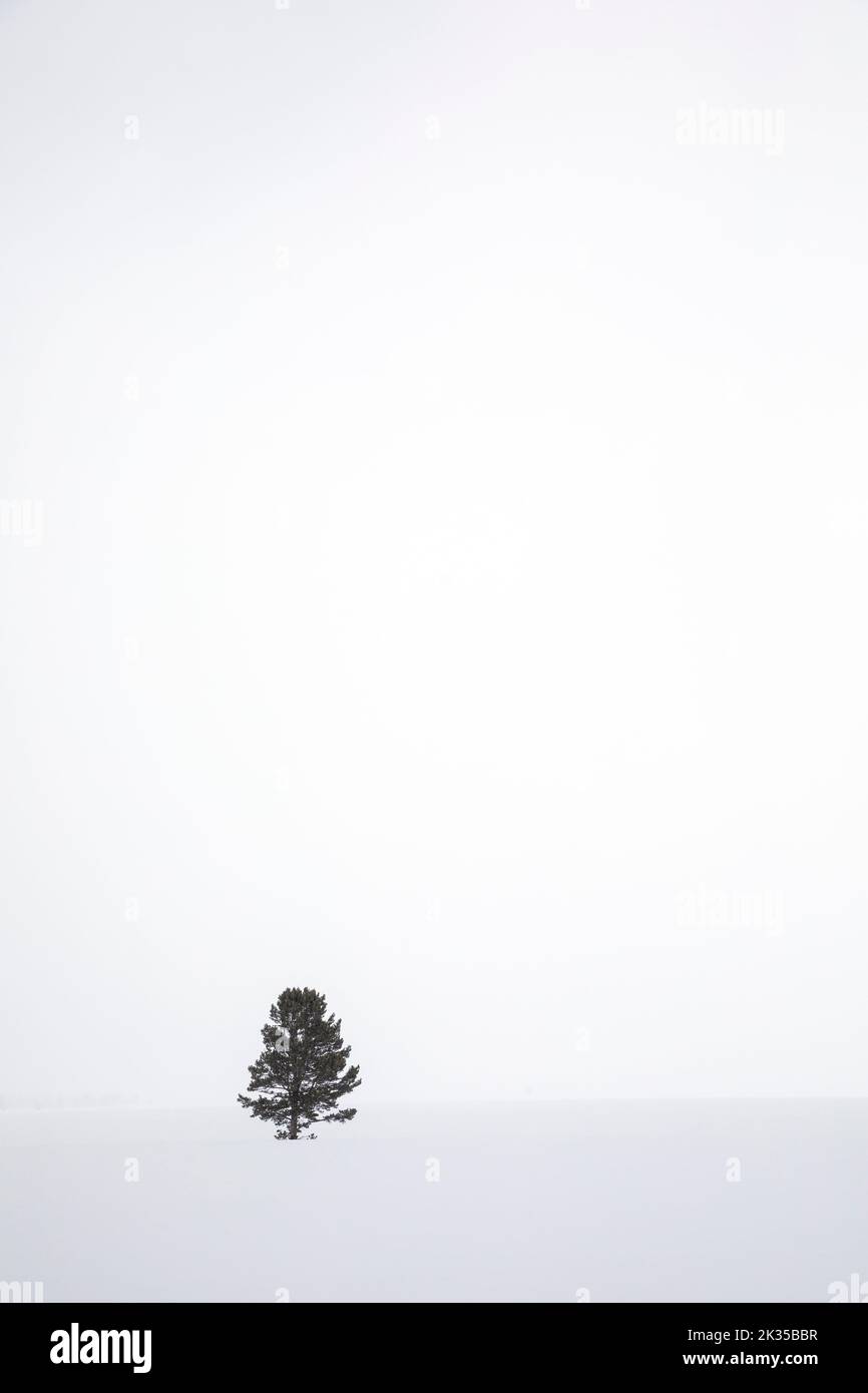 WY05063-00..... WYOMING - Lone Tree in inverno, Grand Teton National Park. Foto Stock