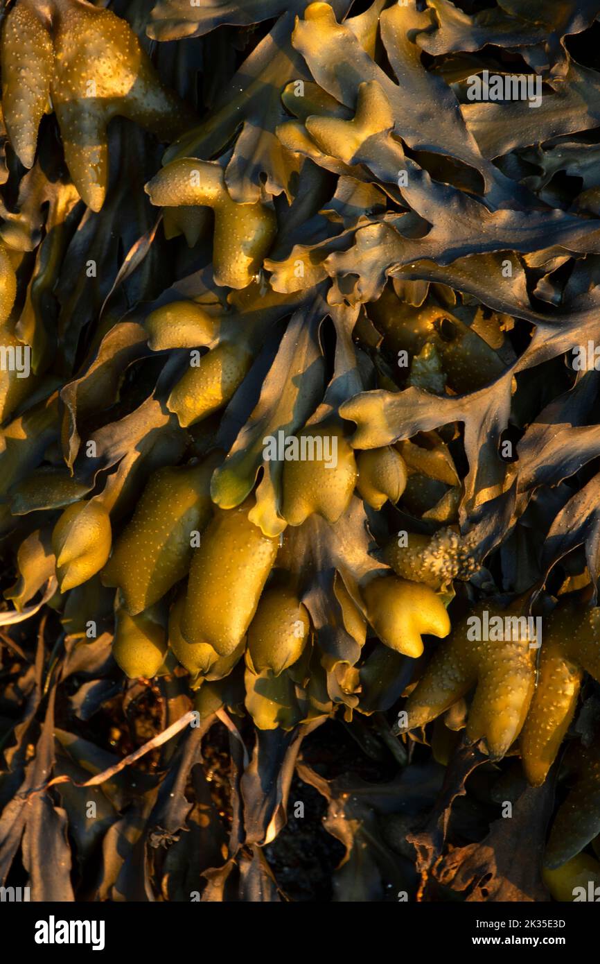 Rockweed, Shipwreck Point Natural Resources Conservation Area, stretto di Juan de Fuca Scenic Byway, Washington Foto Stock