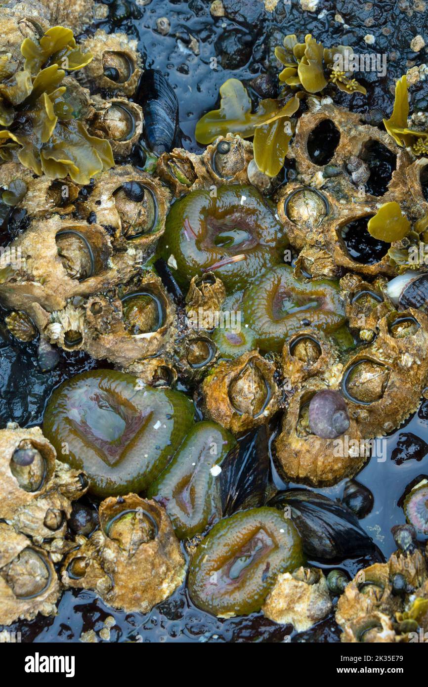Aggregando anemone (Anthopleura elegantissima) con il barnacle acorno, Salt Creek Recreation Area, stretto di Juan de Fuca Scenic Byway, Washington Foto Stock