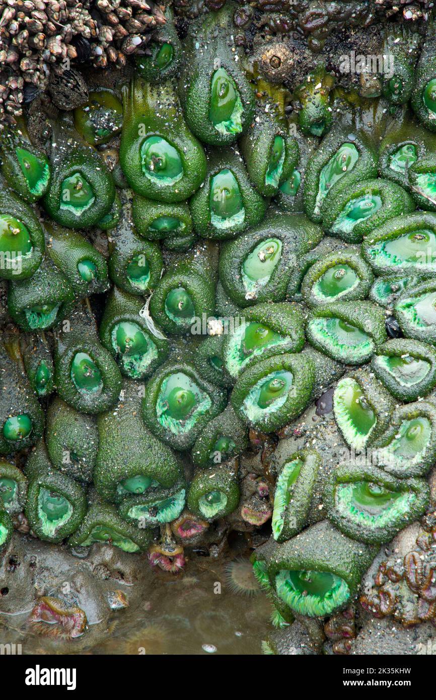 Anemone verde gigante (Anthopleura xanthogramica) sulla spiaggia 4 a Kalaloch, Parco Nazionale Olimpico, Washington Foto Stock