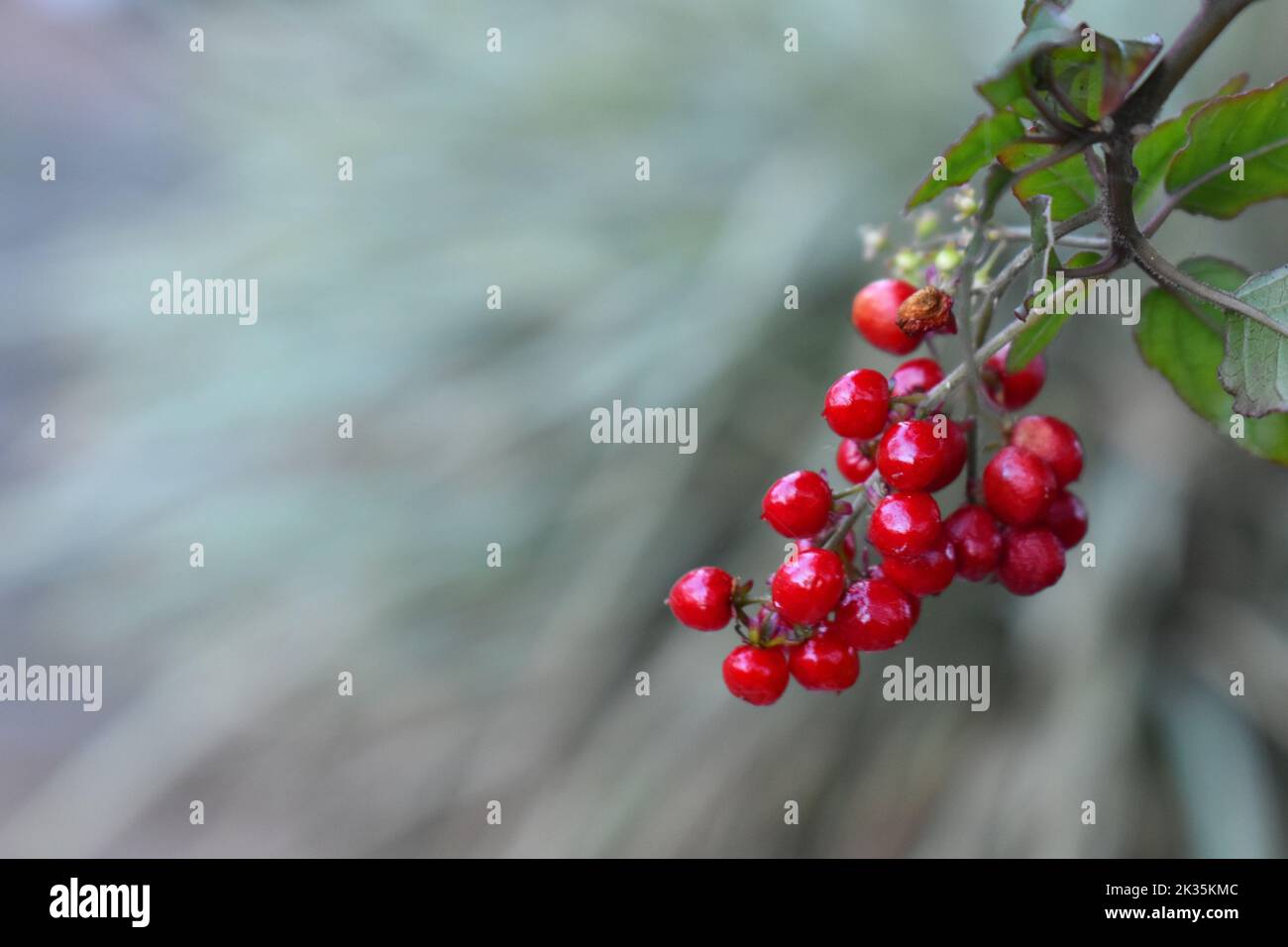 Bacche rosse appese su sfondo sfocato. Foto Stock