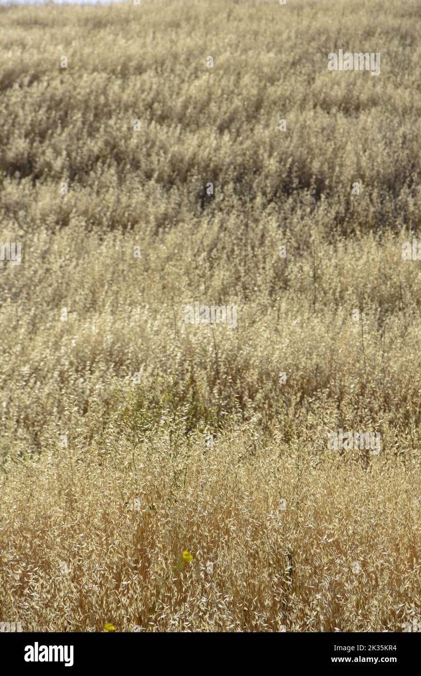 Campi di erba secca giallo dorato su colline ondulate sotto un sole luminoso. Foto Stock