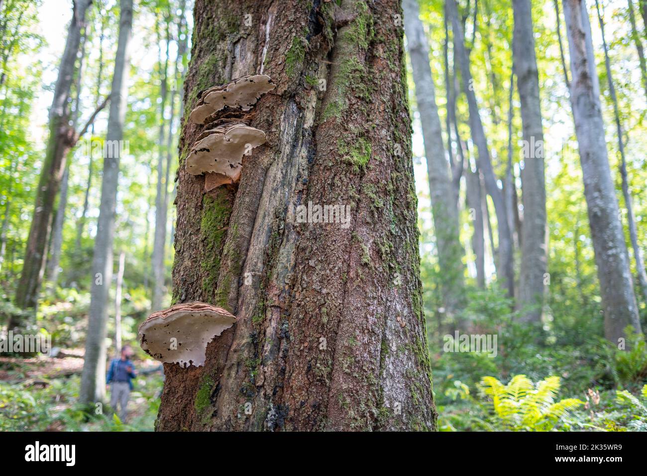 Un fungo di legno sulla corteccia dell'albero con l'escursionista sfocato sullo sfondo. Fungo parassita su un albero. Foto Stock
