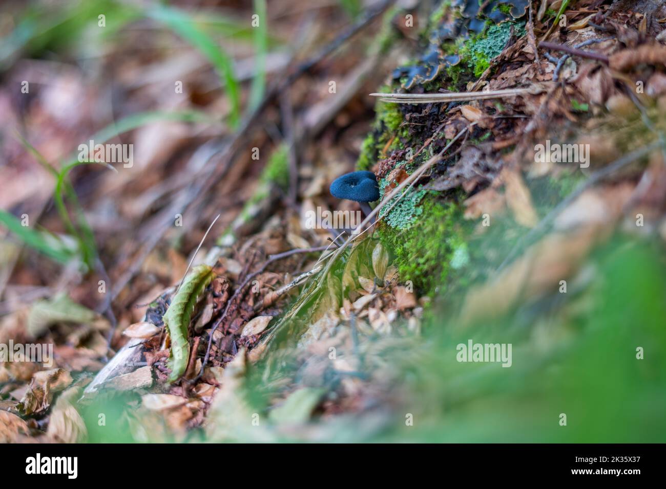 Fungo violetto scuro (corvo viola) (Cortinarius violaceus) nella foresta circondata da foglie secche e muschio Foto Stock