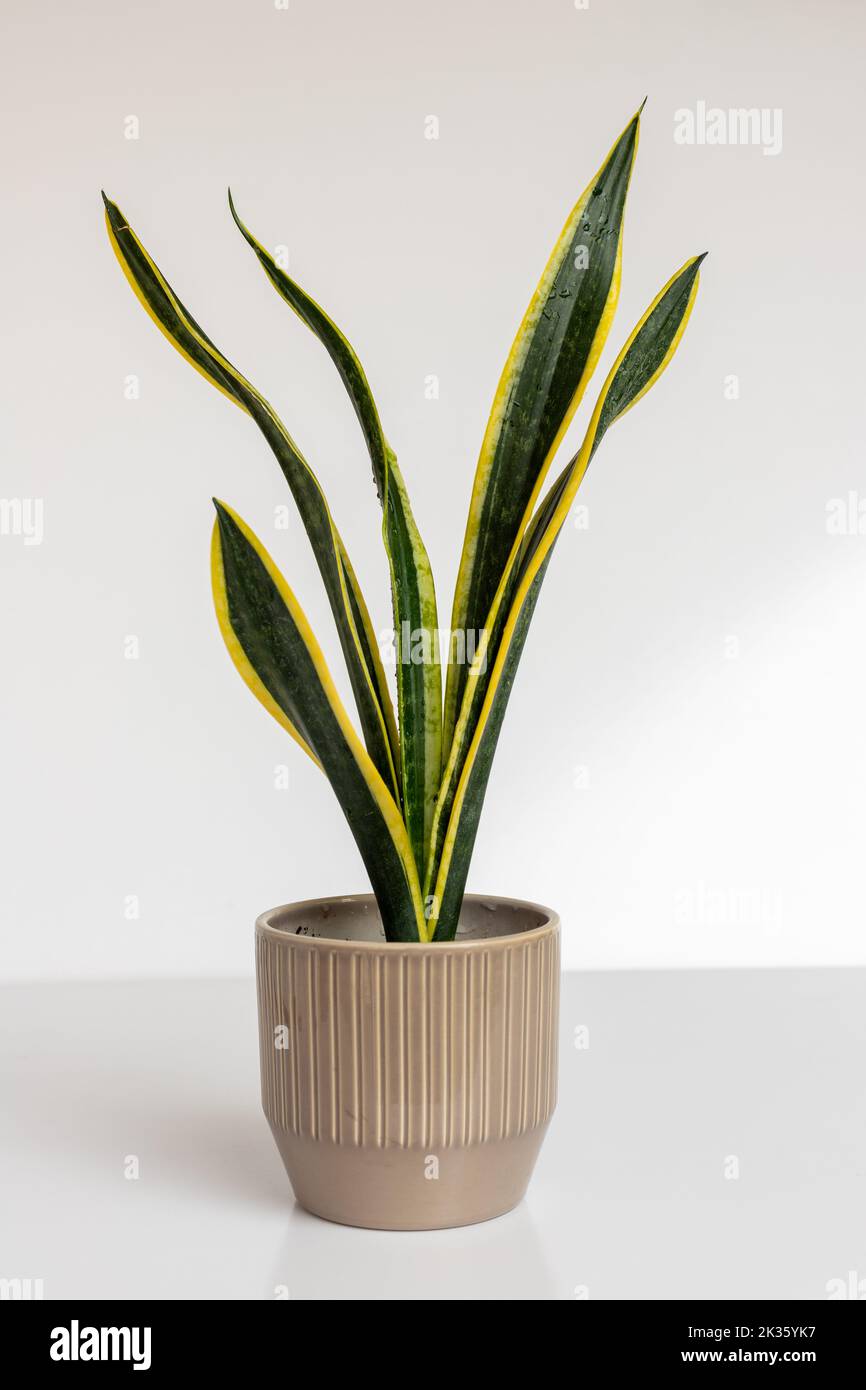 Sansevieria trifasciata Black Gold pianta di serpente estremo su sfondo bianco isolato Foto Stock