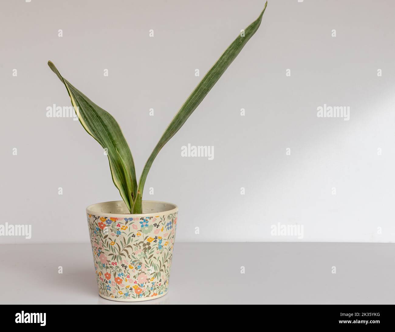 La sensazione di Sanseviera Bantel pianta di serpente variegata bianca in una pentola decorativa su fondo bianco Foto Stock