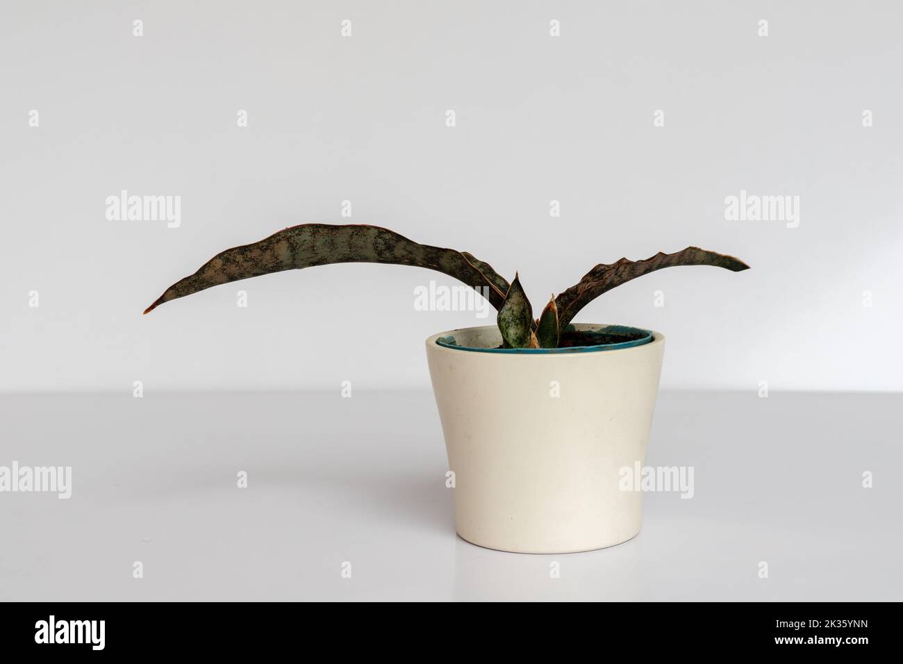 Pianta Di Serpente Variegata Immagine Stock - Immagine di pianta, verde: 91410899