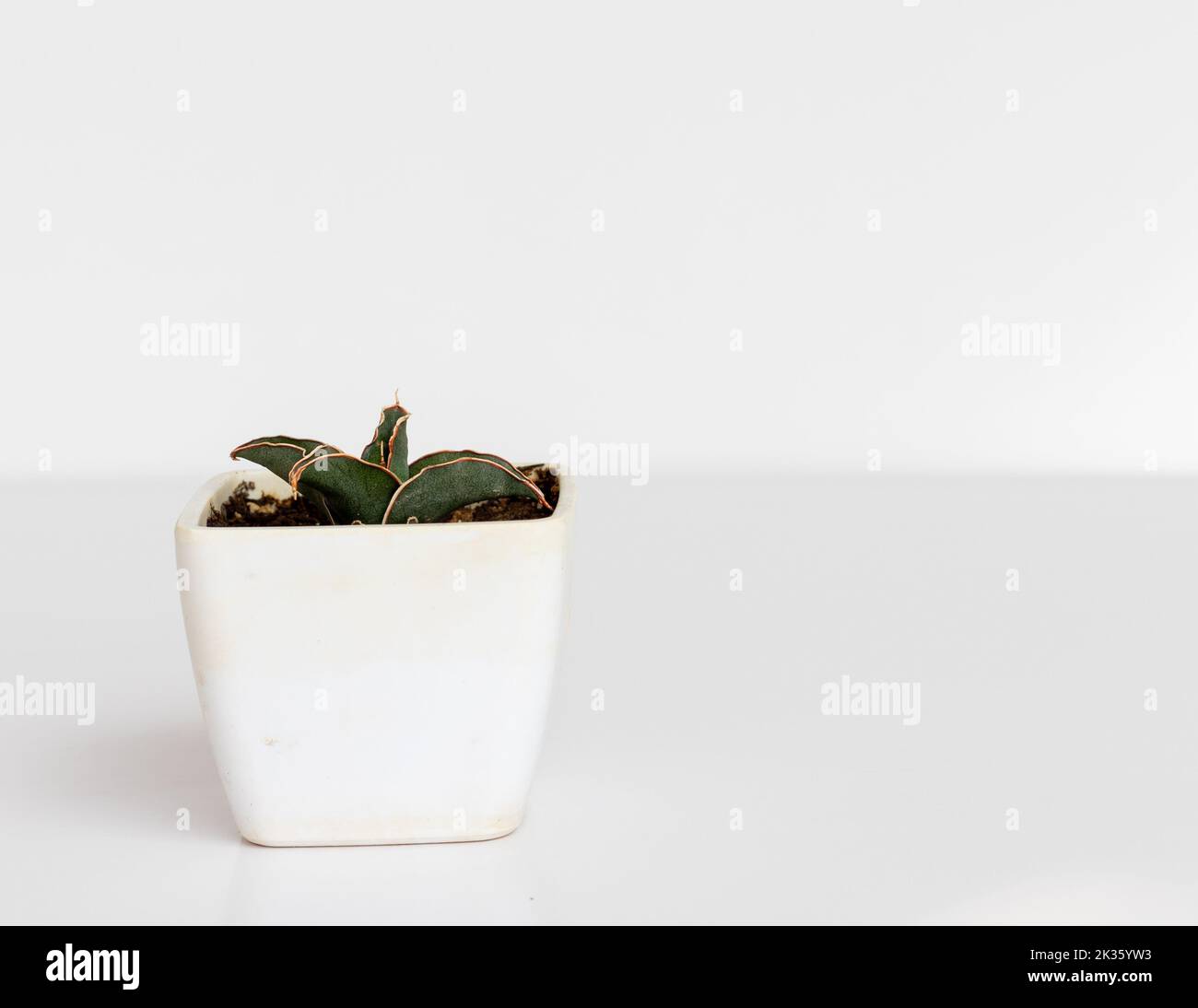 Pianta nana di Sanseveria in vaso di forma quadrata isolato su fondo bianco Foto Stock