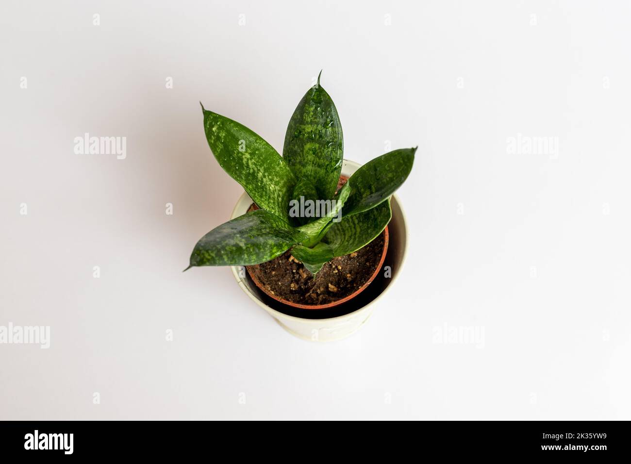 Gli uccelli di Sansevieria hahnii nidificano la pianta del serpente su fondo bianco isolato Foto Stock