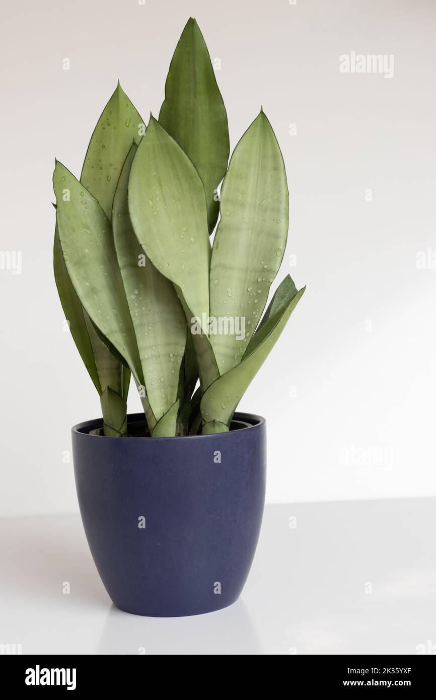 Pianta di serpente di Sanseveria Moonshine su fondo bianco isolato Foto Stock