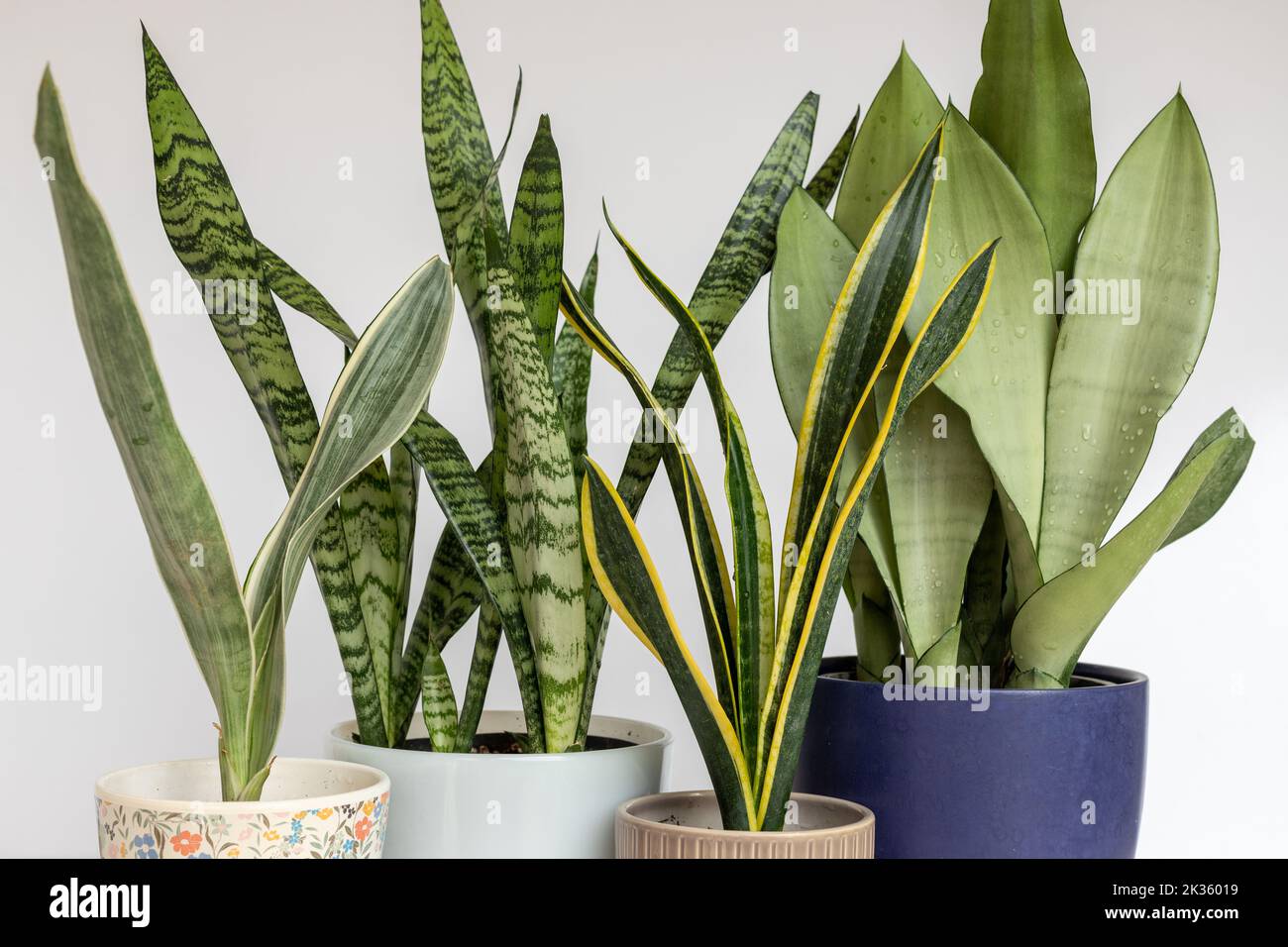 Le piante di serpente di Sanseviera hanno stabilito la collezione delle piante dell'interno su un fondo isolato bianco Foto Stock