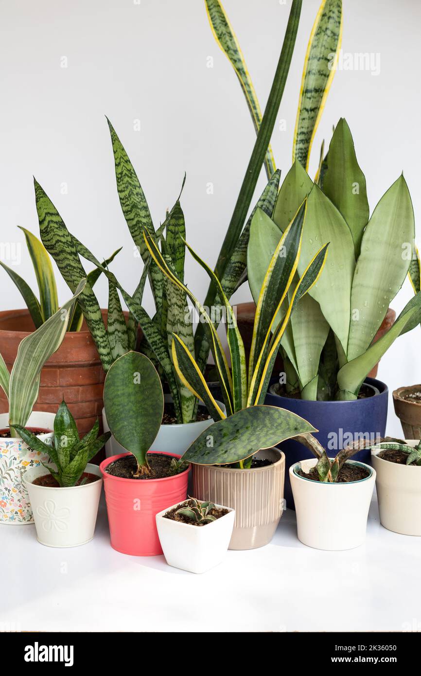 Diverse varietà di piante di serpente in un bel pentole decorative su sfondo bianco isolato Foto Stock