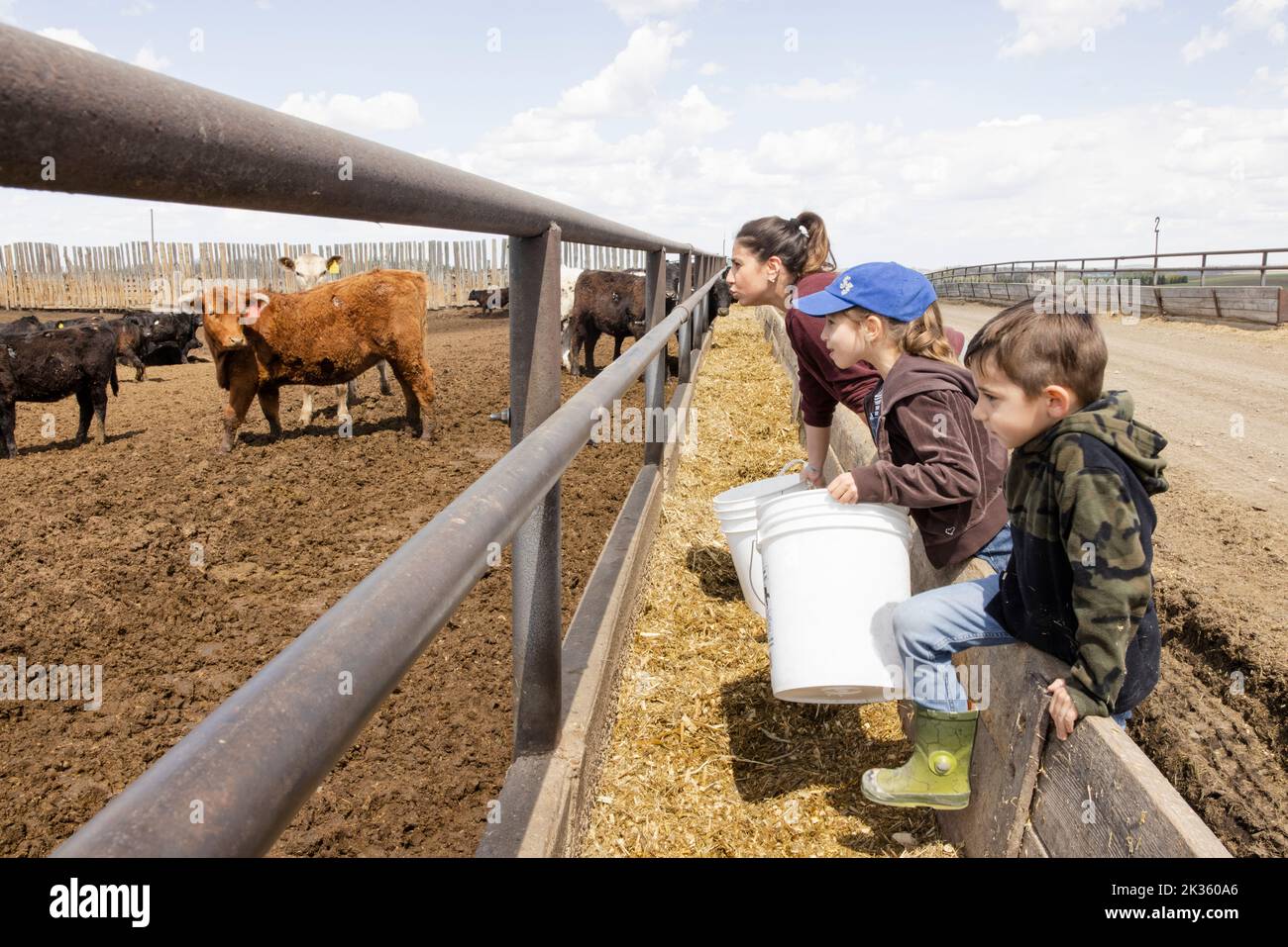 Cattle corral immagini e fotografie stock ad alta risoluzione - Alamy