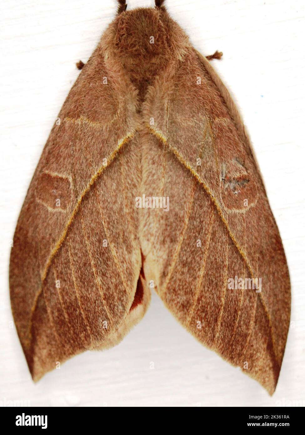 Falce di Saturniidi (famiglia Saturniidae) Hemileucinae - Automeris specie isolata su sfondo bianco dalla giungla del Belize Foto Stock