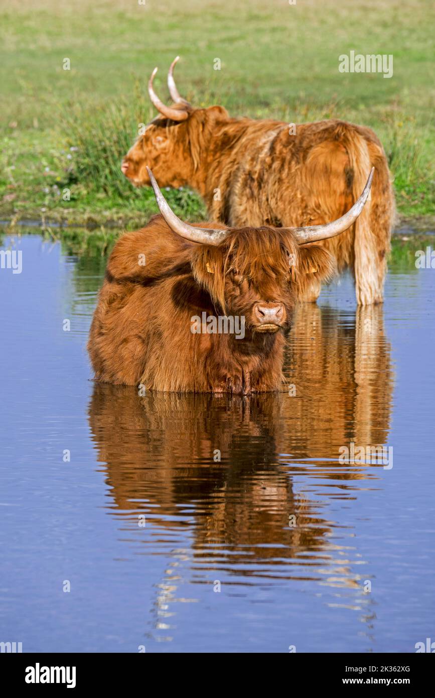 Due mucche delle Highland, razza scozzese di bovini rustici che guado in acque poco profonde di stagno Foto Stock