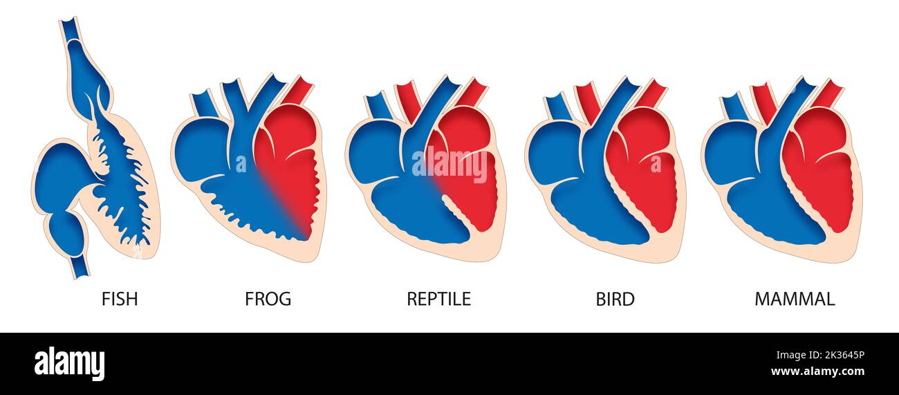Anatomia comparativa del cuore nei vertebrati Foto Stock