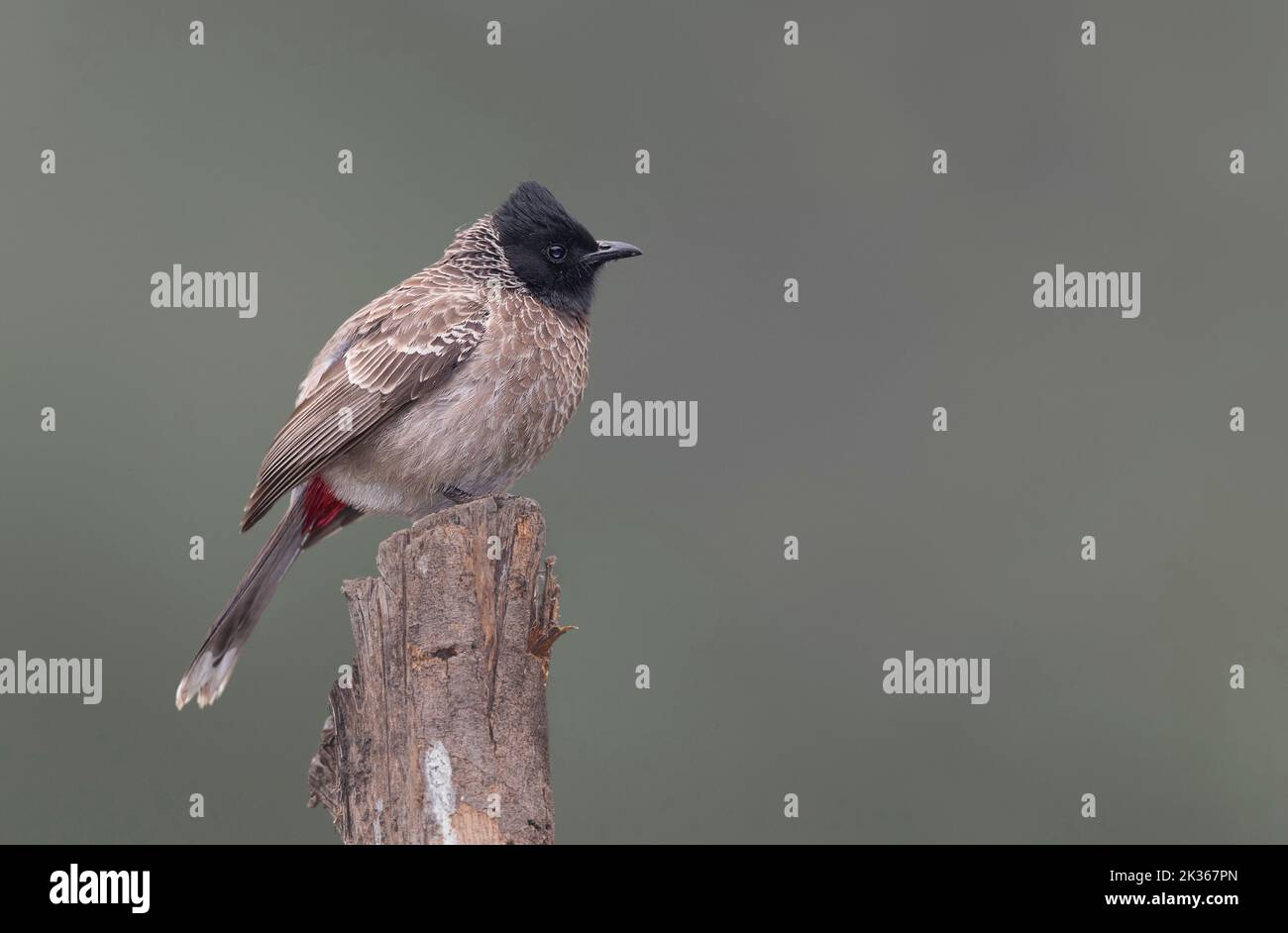 Bulbul rosso ventilato Foto Stock