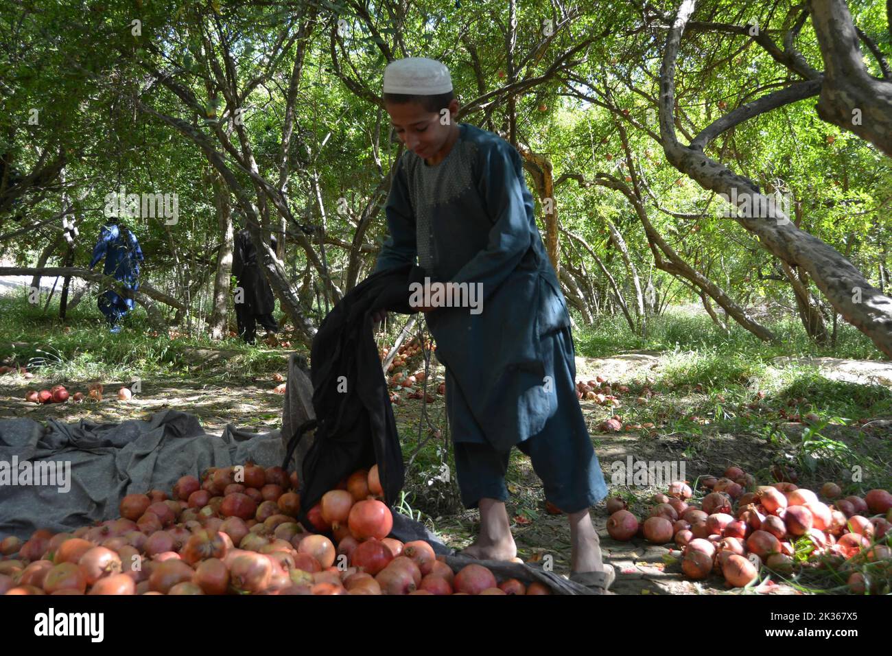 Kandahar, Afghanistan. 24th Set, 2022. Un agricoltore scarica melograni in un frutteto nella provincia di Kandahar, Afghanistan, 24 settembre 2022. Credit: Sanaullah Seiam/Xinhua/Alamy Live News Foto Stock