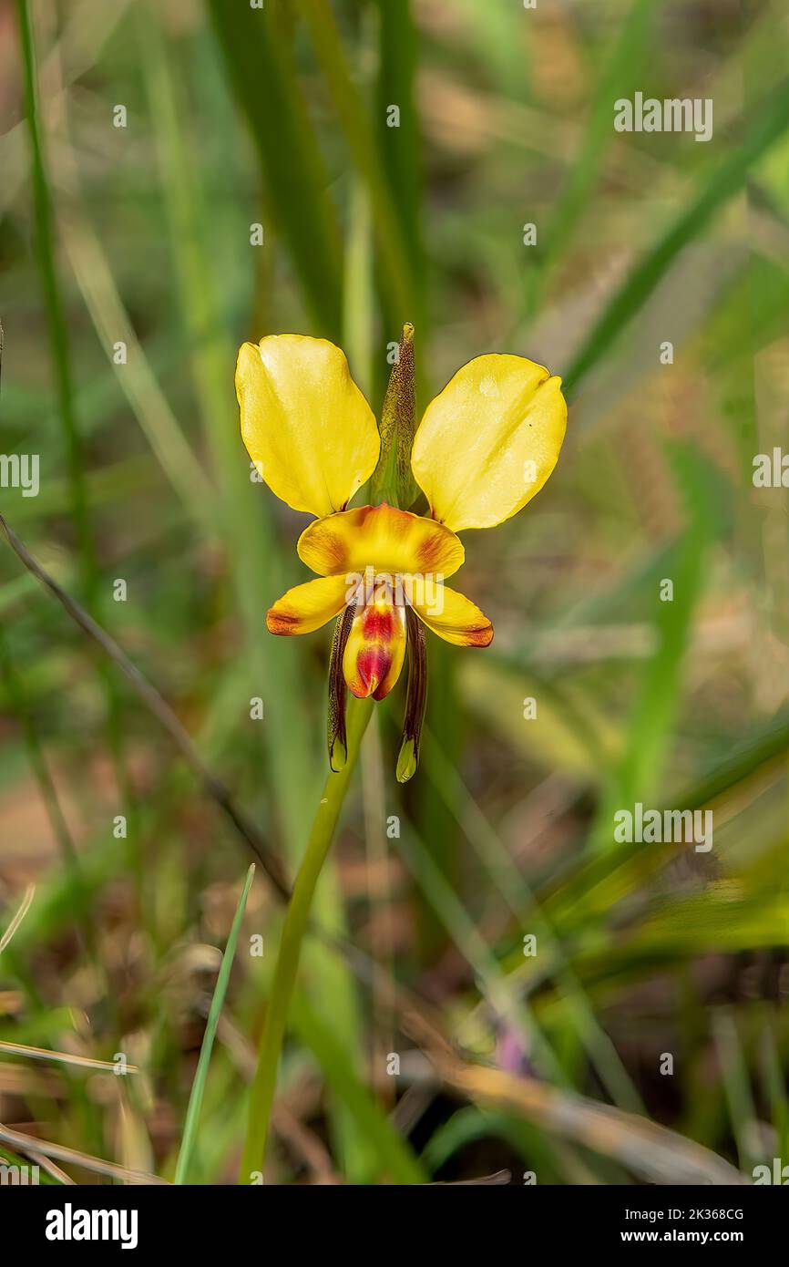 Diuris orientis, Orchidea dell'asino comune Foto Stock