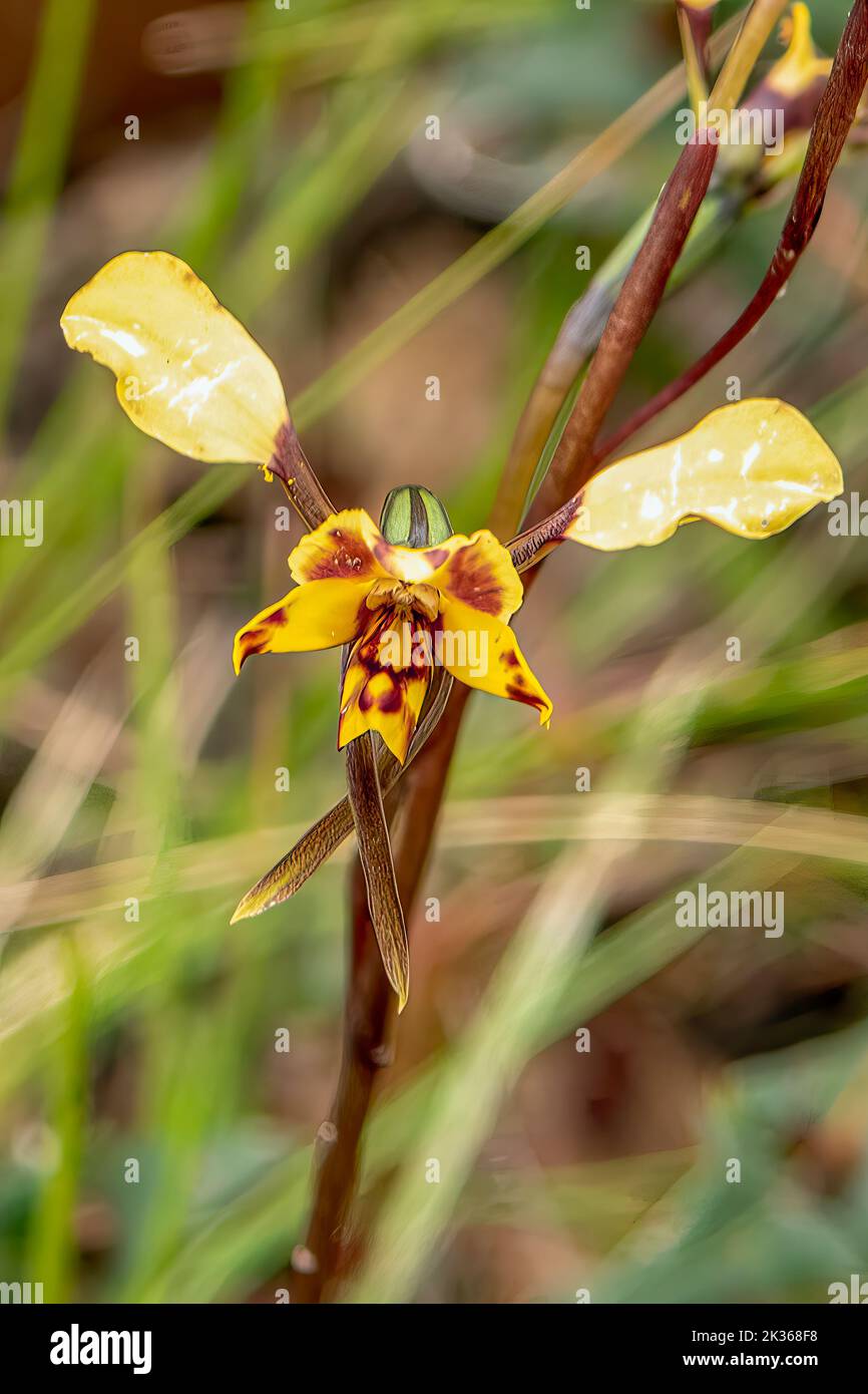 Diuris pandina, orchidea leopardata Foto Stock