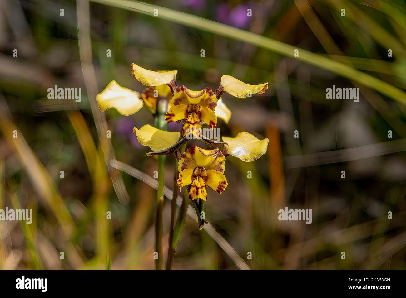 Diuris palustris, Swamp Donkey Orchid Foto Stock