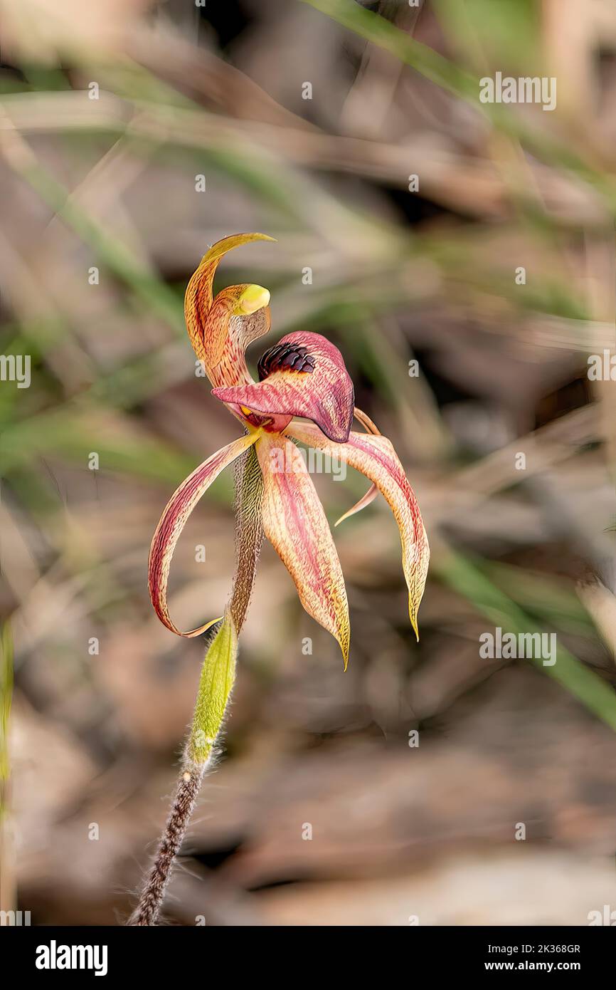Caladenia cardiochela, Spider Orchid dal cuore Foto Stock