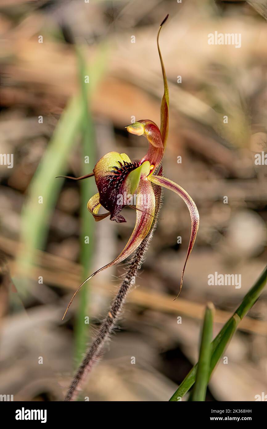 Caladenia lavigera, Orchidea a punta liscia Foto Stock