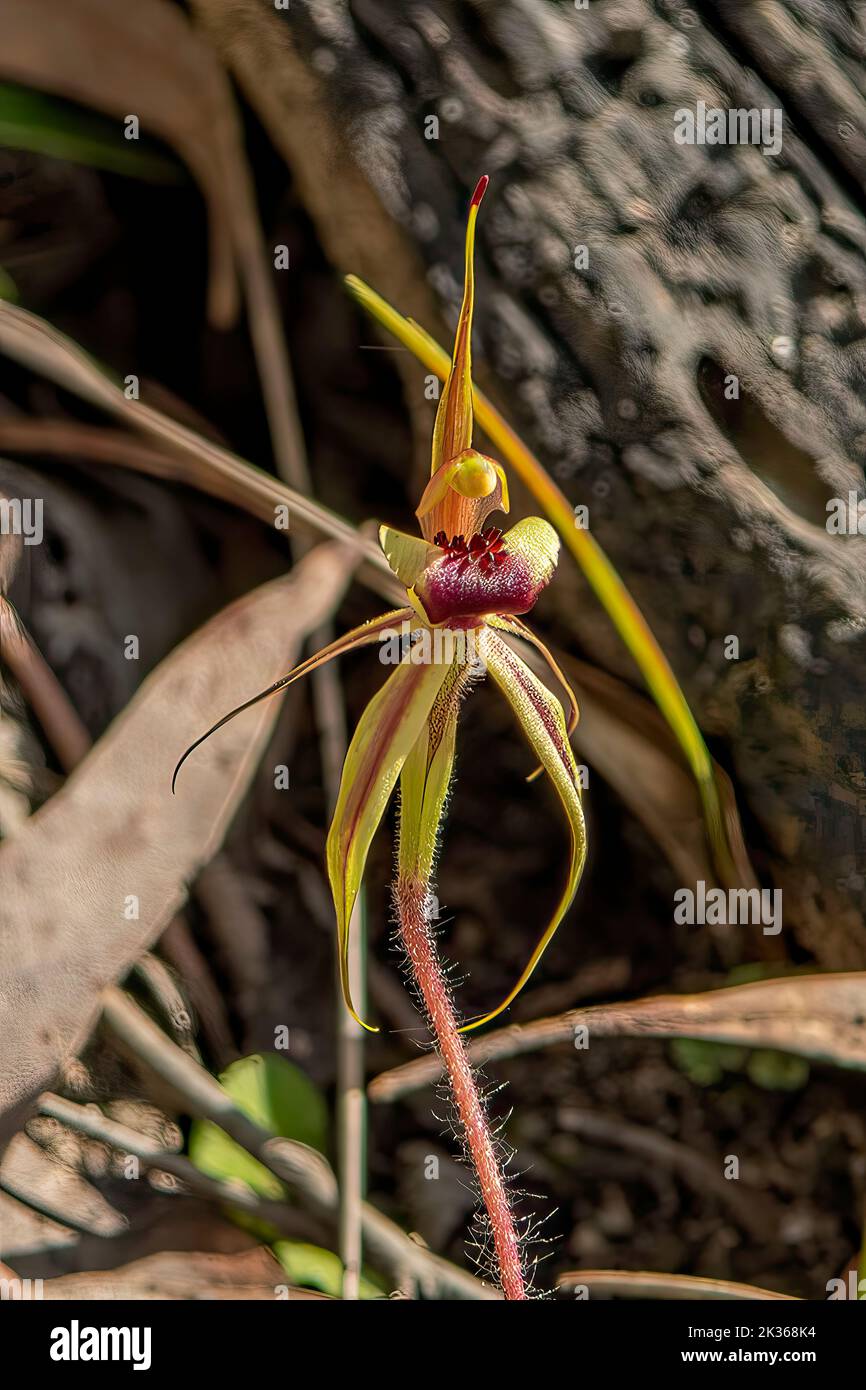 Caladenia lavigera, Orchidea a punta liscia Foto Stock