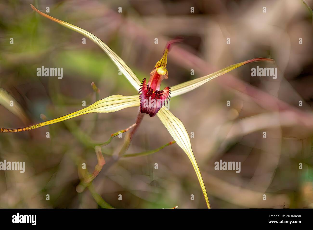 Caladenia enochela, ragno-orchidea con il vino Foto Stock