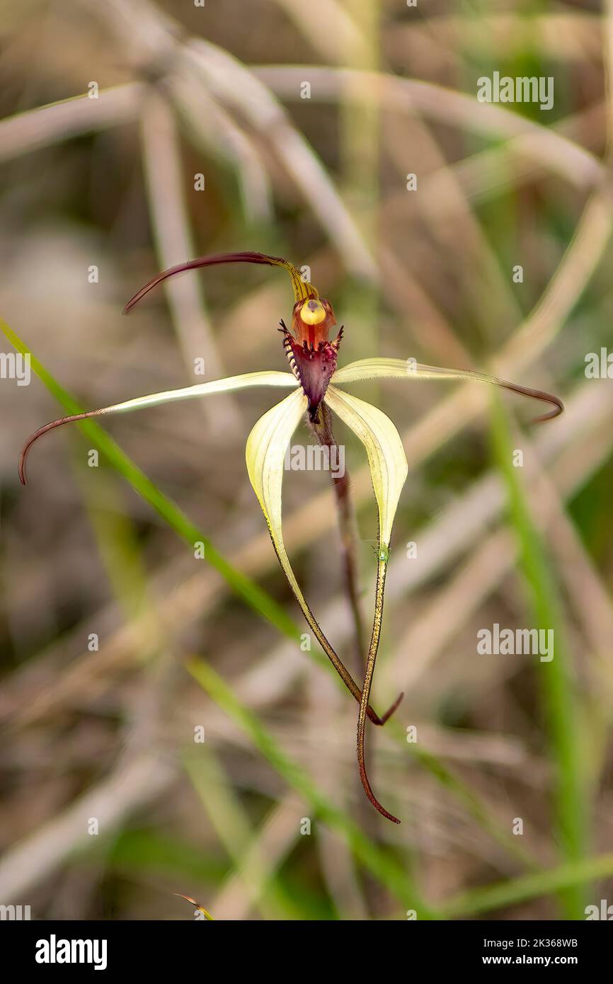 Caladenia enochela, ragno-orchidea con il vino Foto Stock