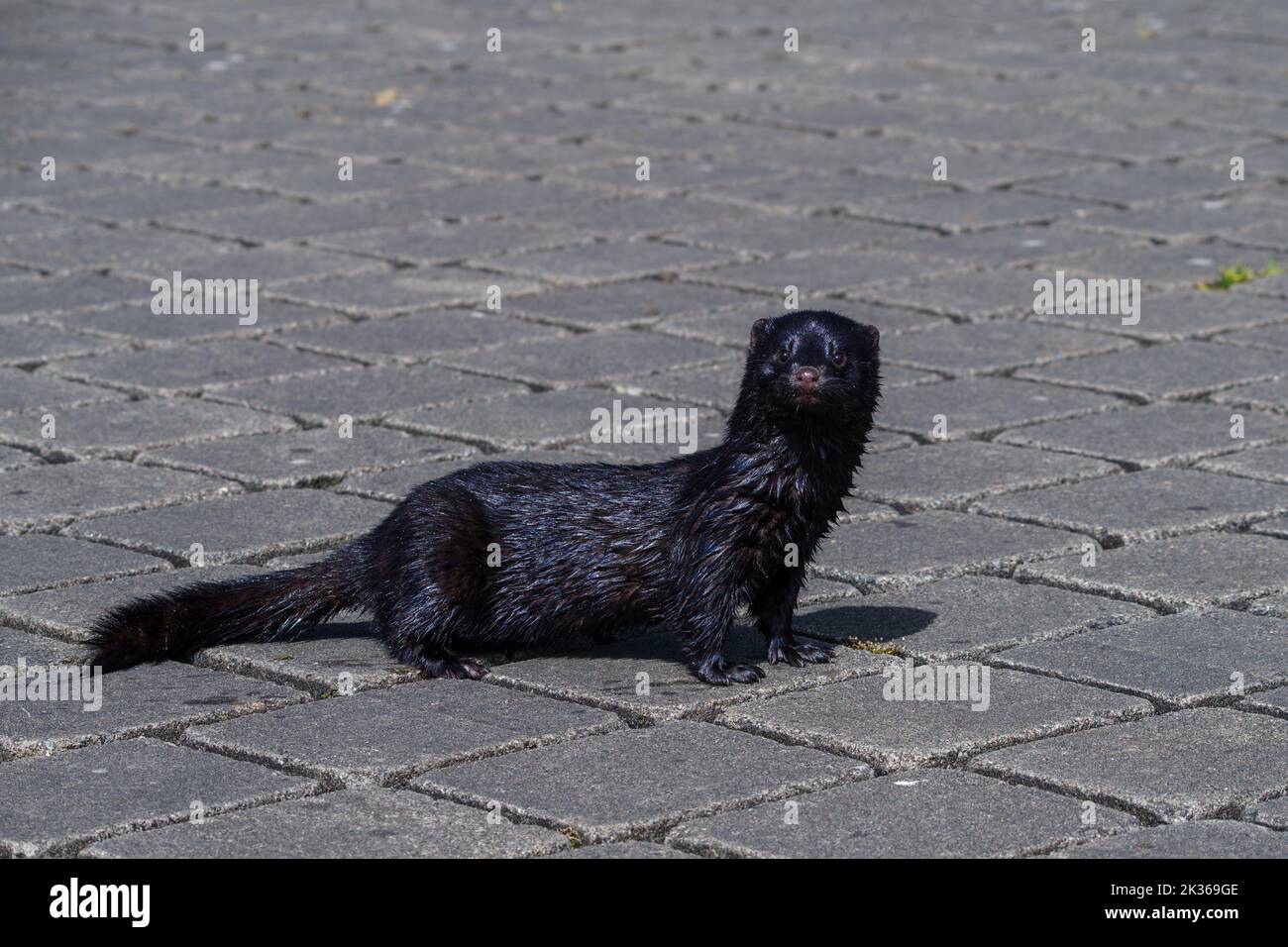 Wet American mink (Neogale vison) su una strada asfaltata a Carlow, Irlanda Foto Stock