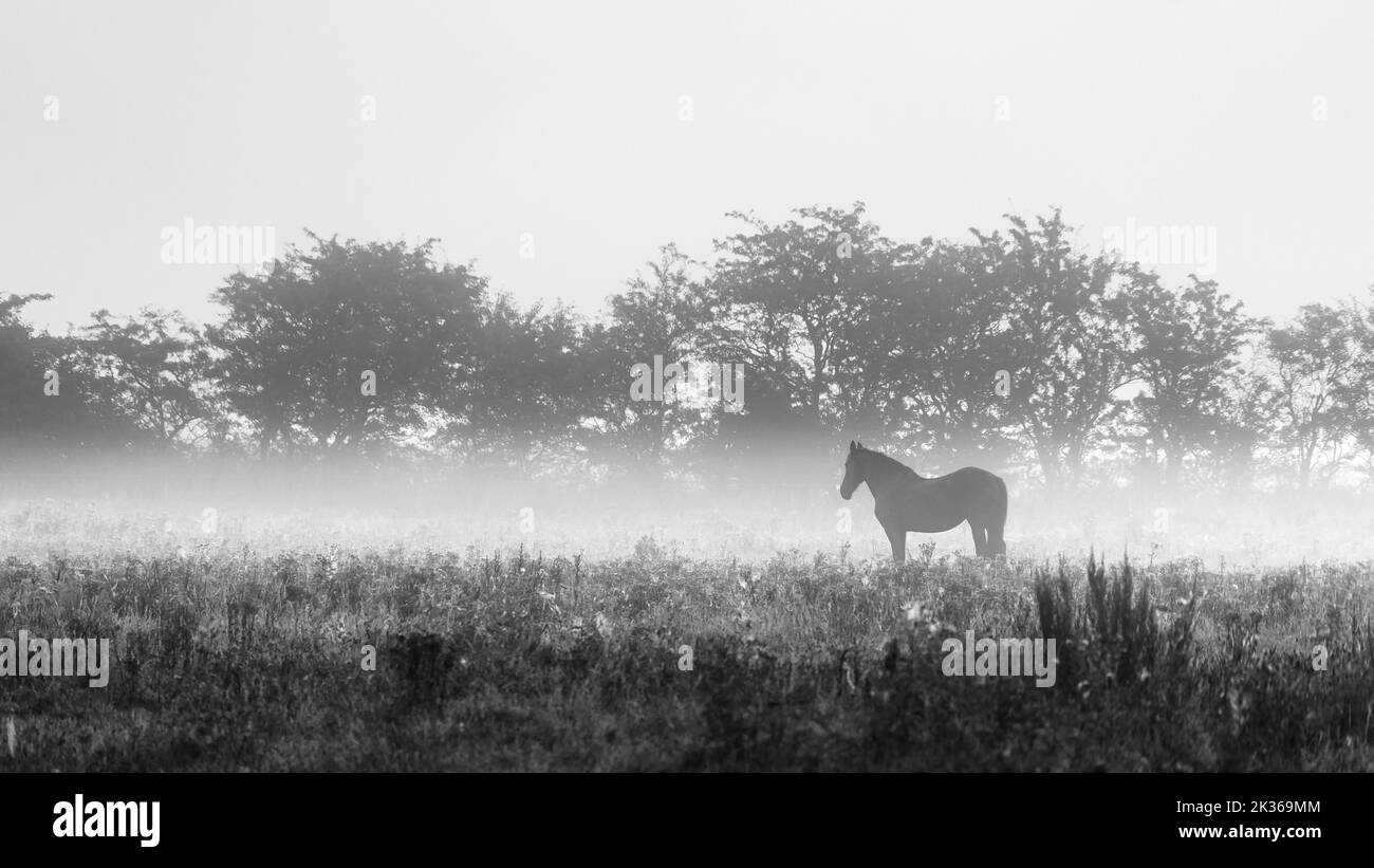 Fotografia in bianco e nero di un cavallo in piedi nel suo pascolo nella nebbia mattutina Foto Stock